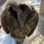 Treating Hoof Rot in Horses