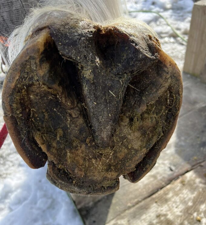 Treating Hoof Rot in Horses