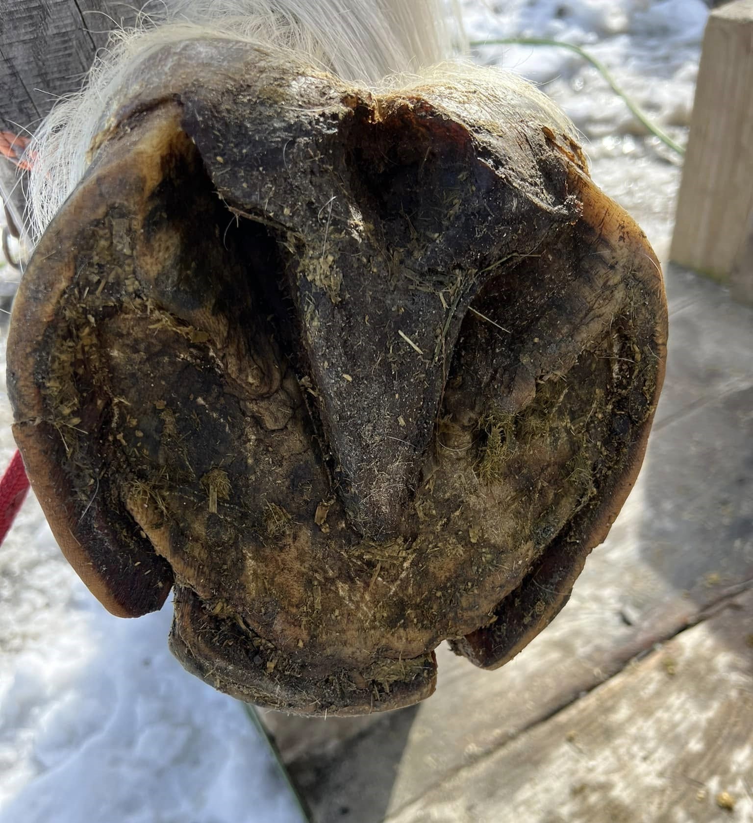 Treating Hoof Rot in Horses