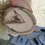 Trimming a horse Hoof