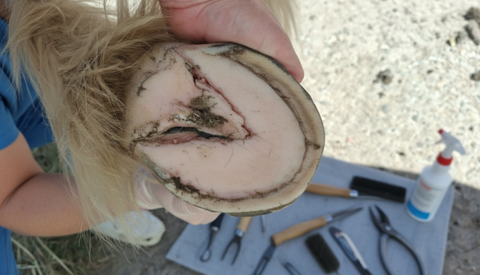 Trimming a horse Hoof