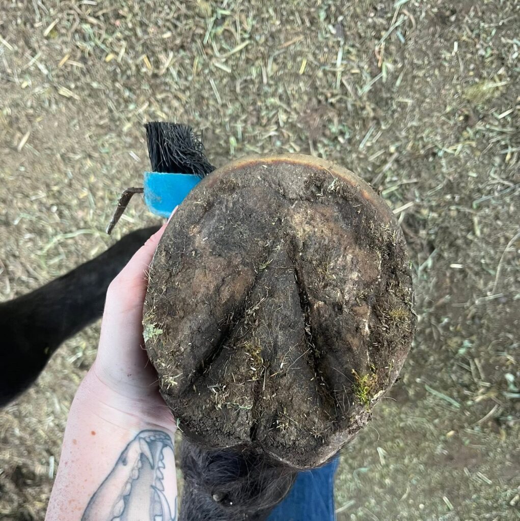 difference between laminitis and founder