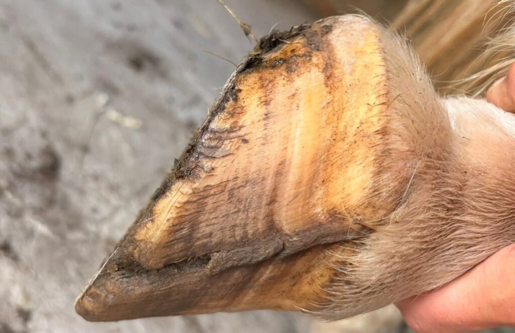 equine quarter crack