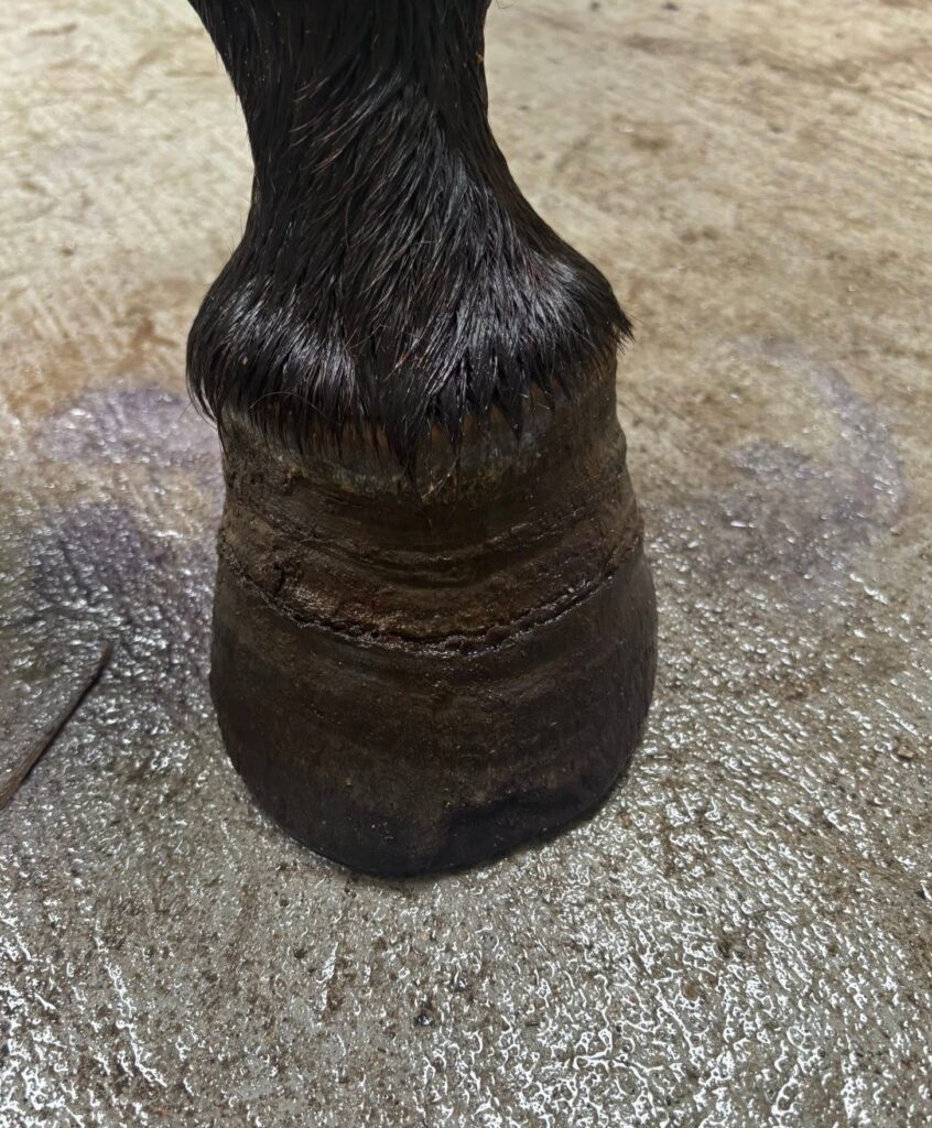 founder vs laminitis.
