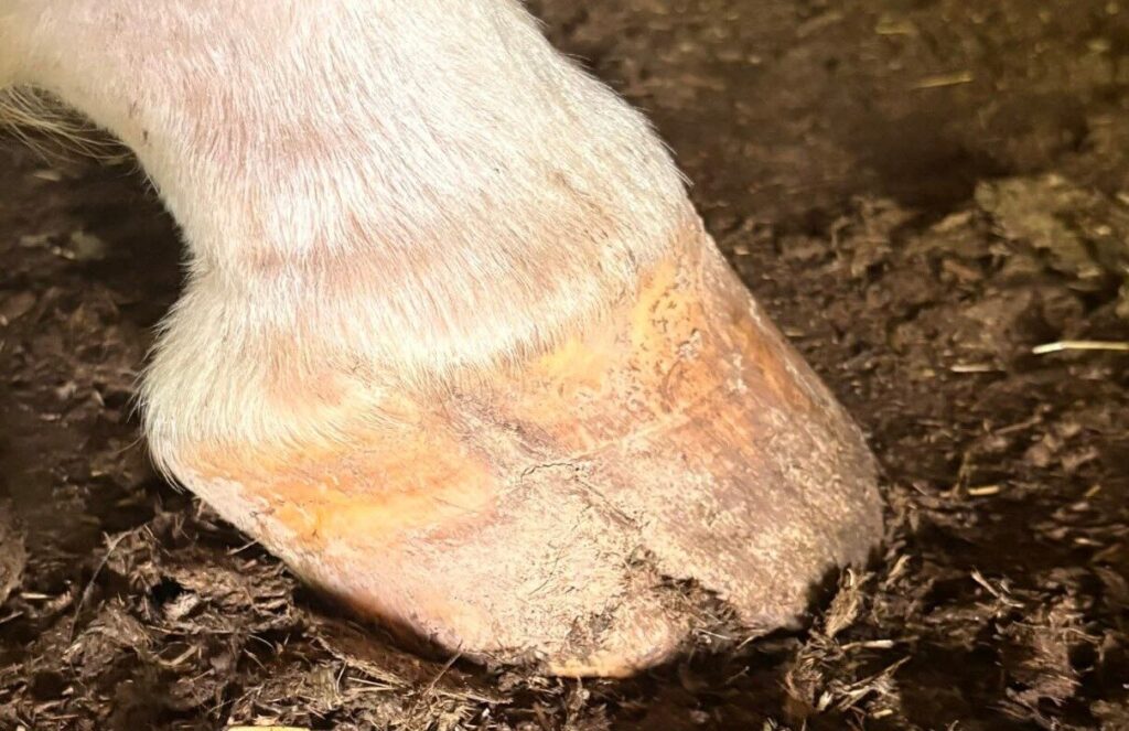 hoof splits in horses