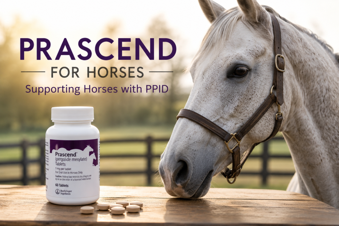prascend for horses