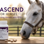 prascend for horses