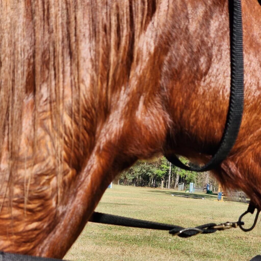 thyroid issues in horses