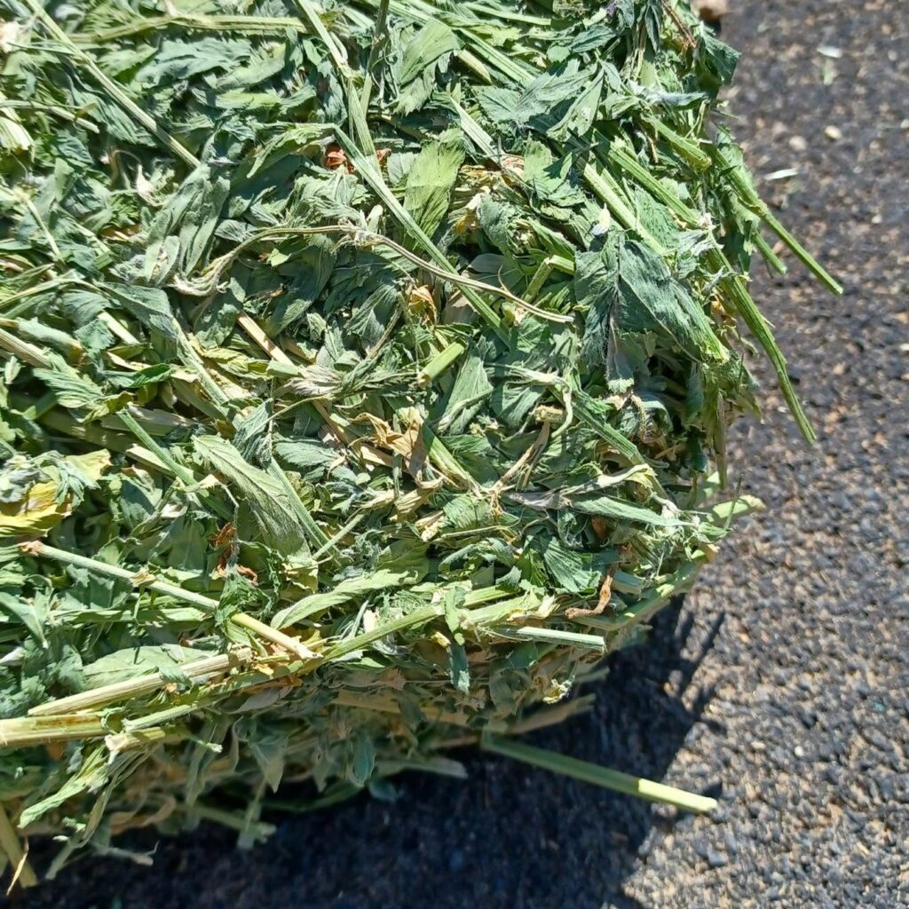 Alfalfa Hay for Horses