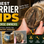 Best Farrier Tips for Horse Owners