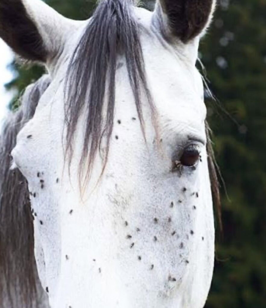 Best fly spray for horses homemade