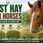 Best hay for horses