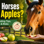 Can Horses Eat Apples?