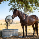 Early warning signs of heat stress in horses (breathing, sweating, temperature, weakness,