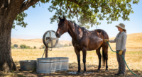Early warning signs of heat stress in horses (breathing, sweating, temperature, weakness,