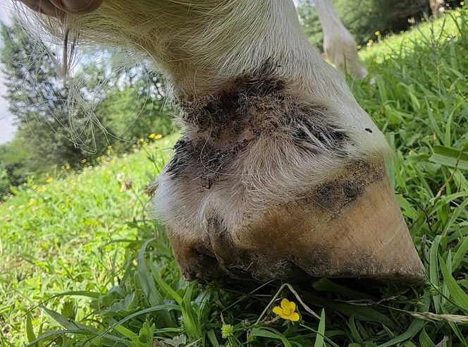 Summer sores in Horse