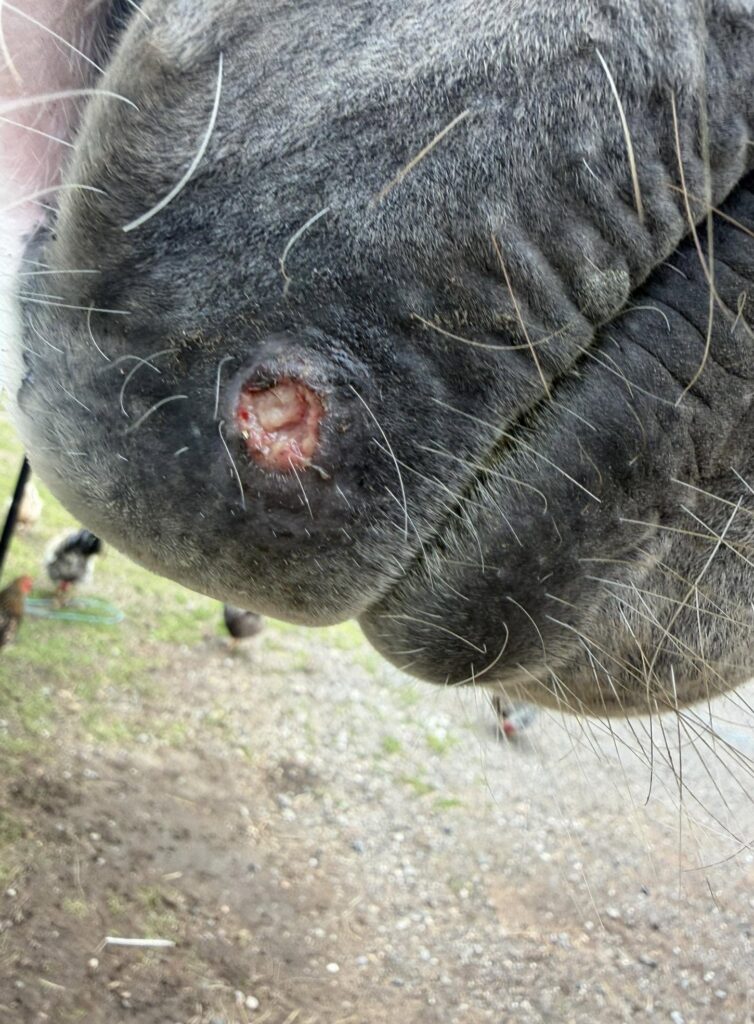 What causes summer sores in horses