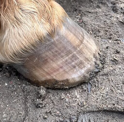 What Causes Laminitis in Horse