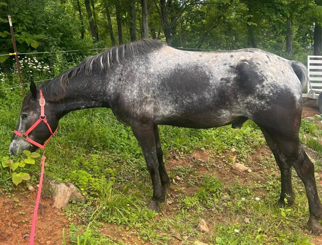 best natural fly spray for horses