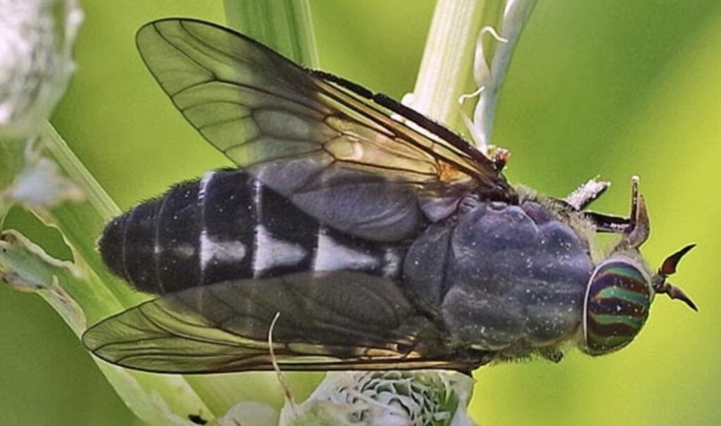 fly spray for horse flies