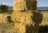 good horse hay