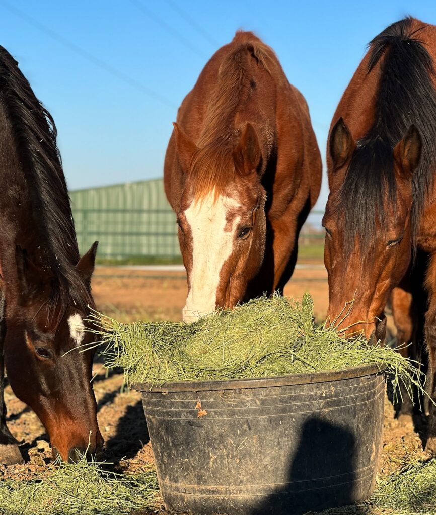 good quality hay for horses