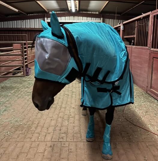 homemade fly spray for horses